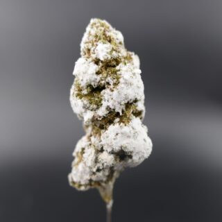 Flor Nevada