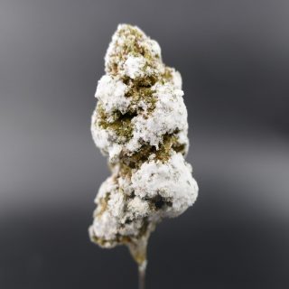 Flor Nevada