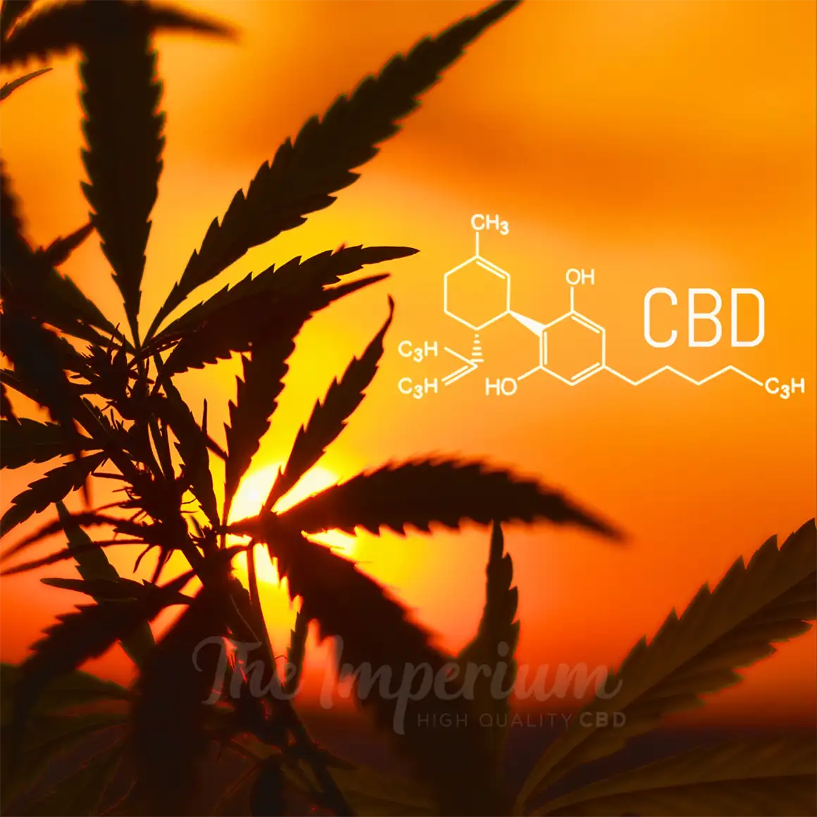 Explorando Los Beneficios Del Cbd 1