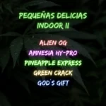 pack pequeñas delicias indoor