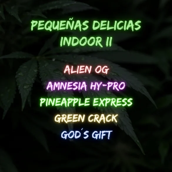 Pack Pequeñas Delicias Indoor