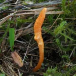 Cordyceps capsulas