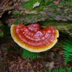 Reishi polvos