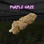 Pack degustacion flores cbd