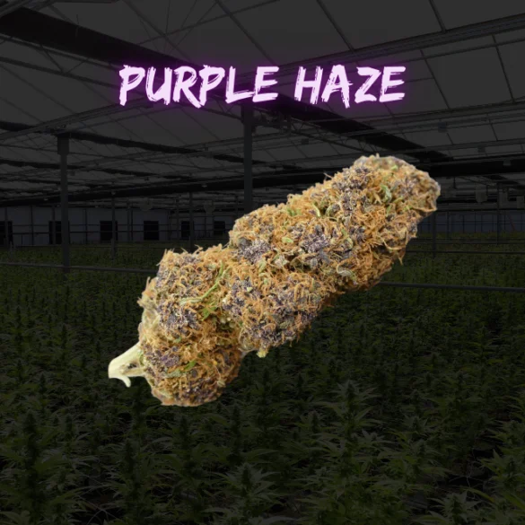 Pack degustacion flores cbd