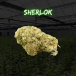 Pack degustacion flores cbd