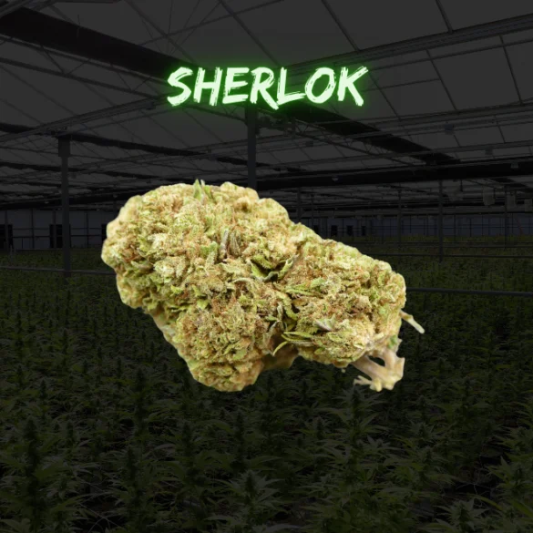 Pack degustacion flores cbd