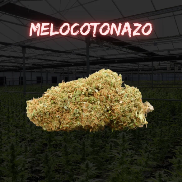 PACK DEGUSTACIÓN GREENHOUSE