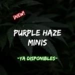 Purple Haze Minis