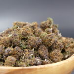 purple haze minibuds
