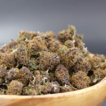 purple haze minibuds