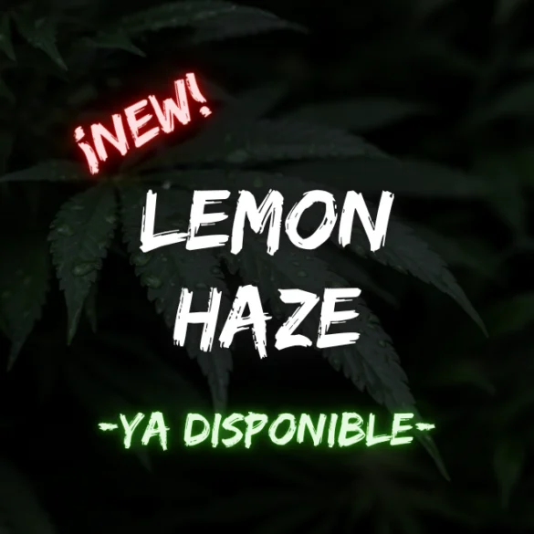 Lemon Haze