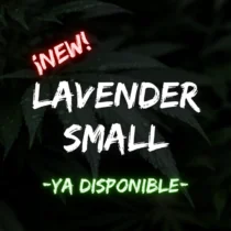 Lavender Small