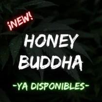 Honey Buddha