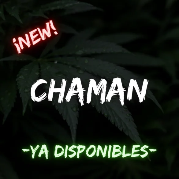 Chaman