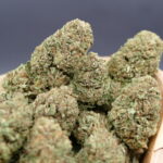 Bubba Kush 1 Bubba Kush