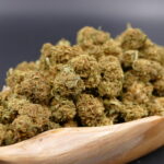 Cannatonic 1 Cannatonic