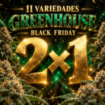Flores CBD greenhouse 2×1 Black Friday | 11 variedades 1 Flores CBD greenhouse 2×1 Black Friday | 11 variedades
